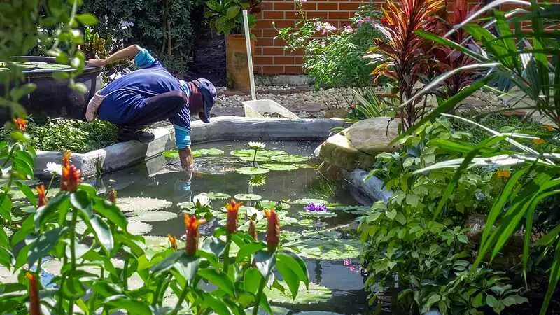 Pond Cleaning